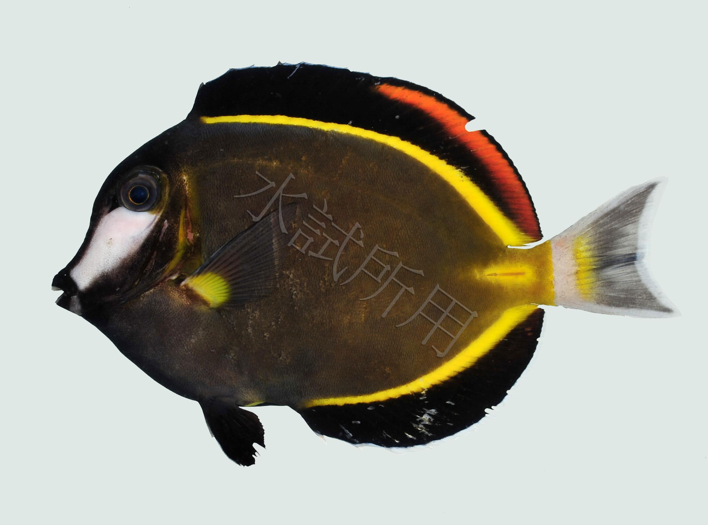 Acanthurus japonicus