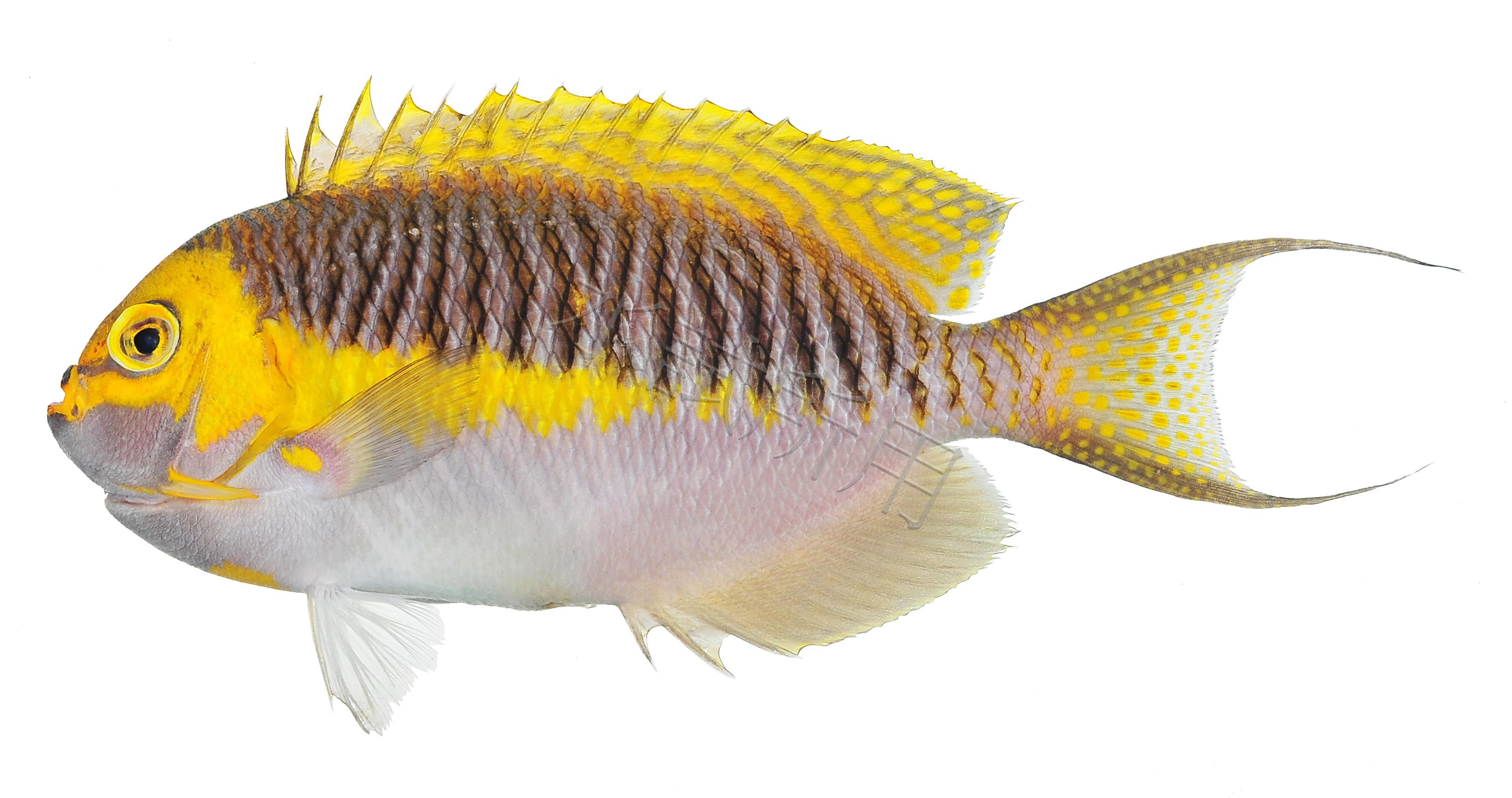 Genicanthus semifasciatus