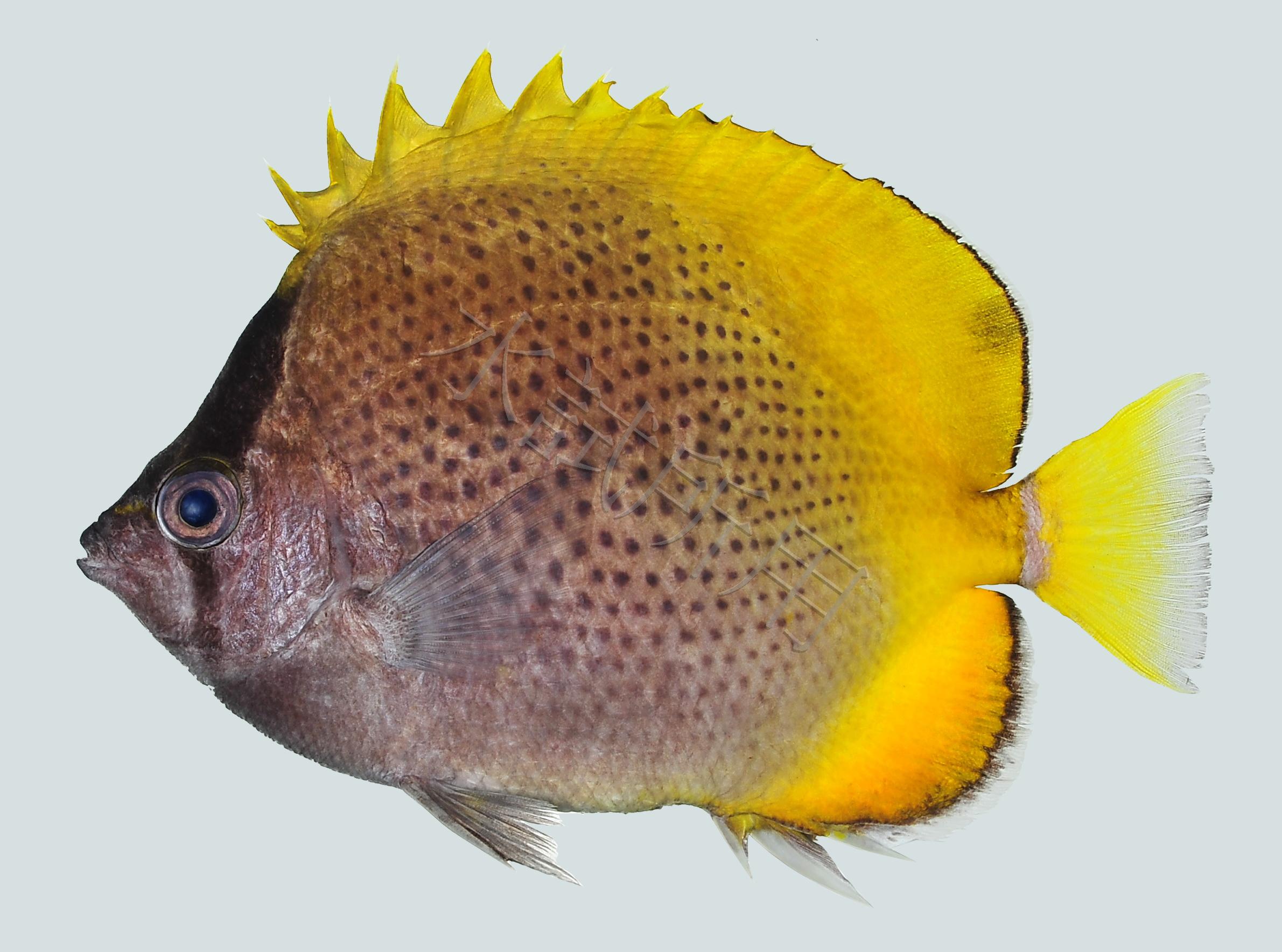 Chaetodon guentheri