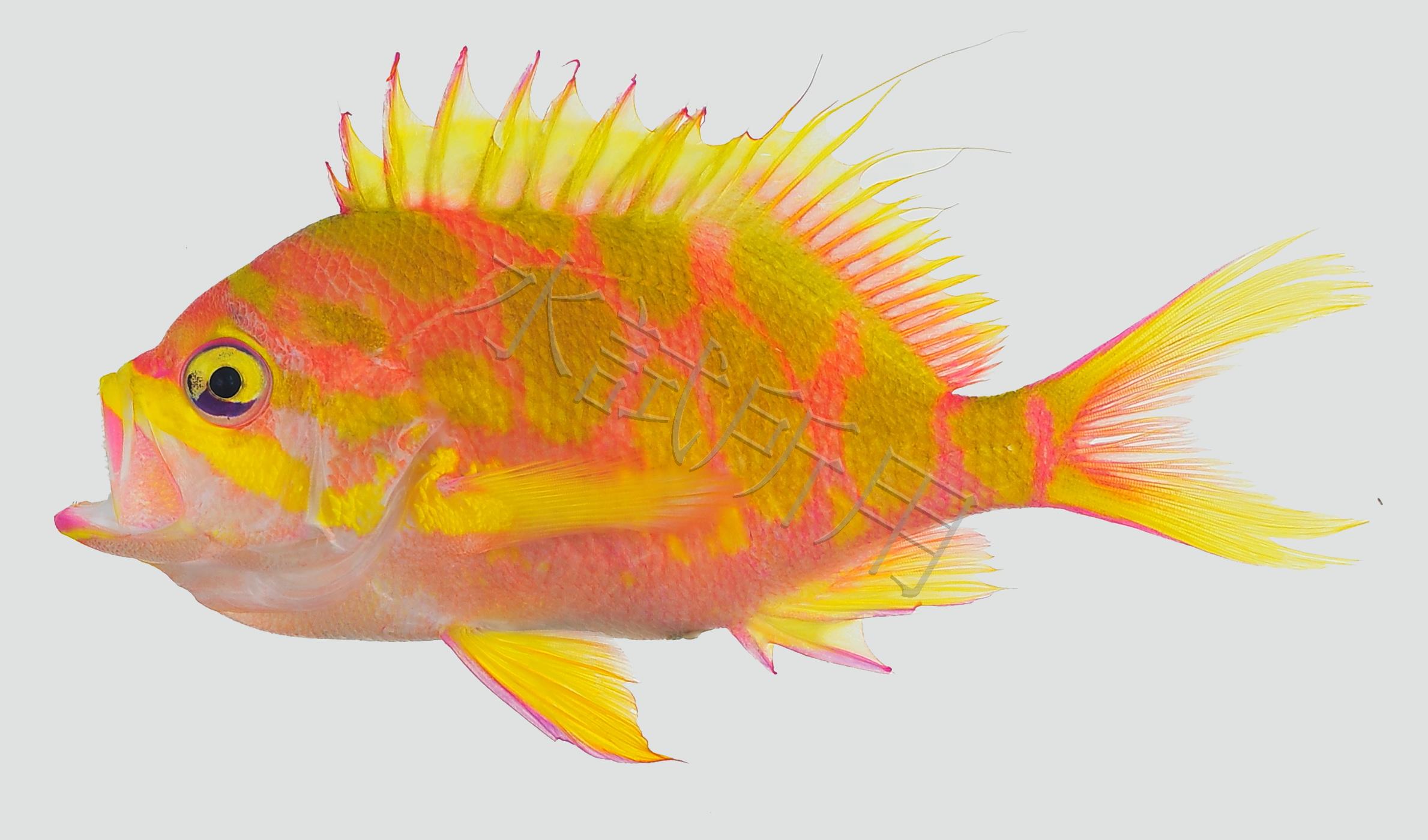 Odontanthias borbonius