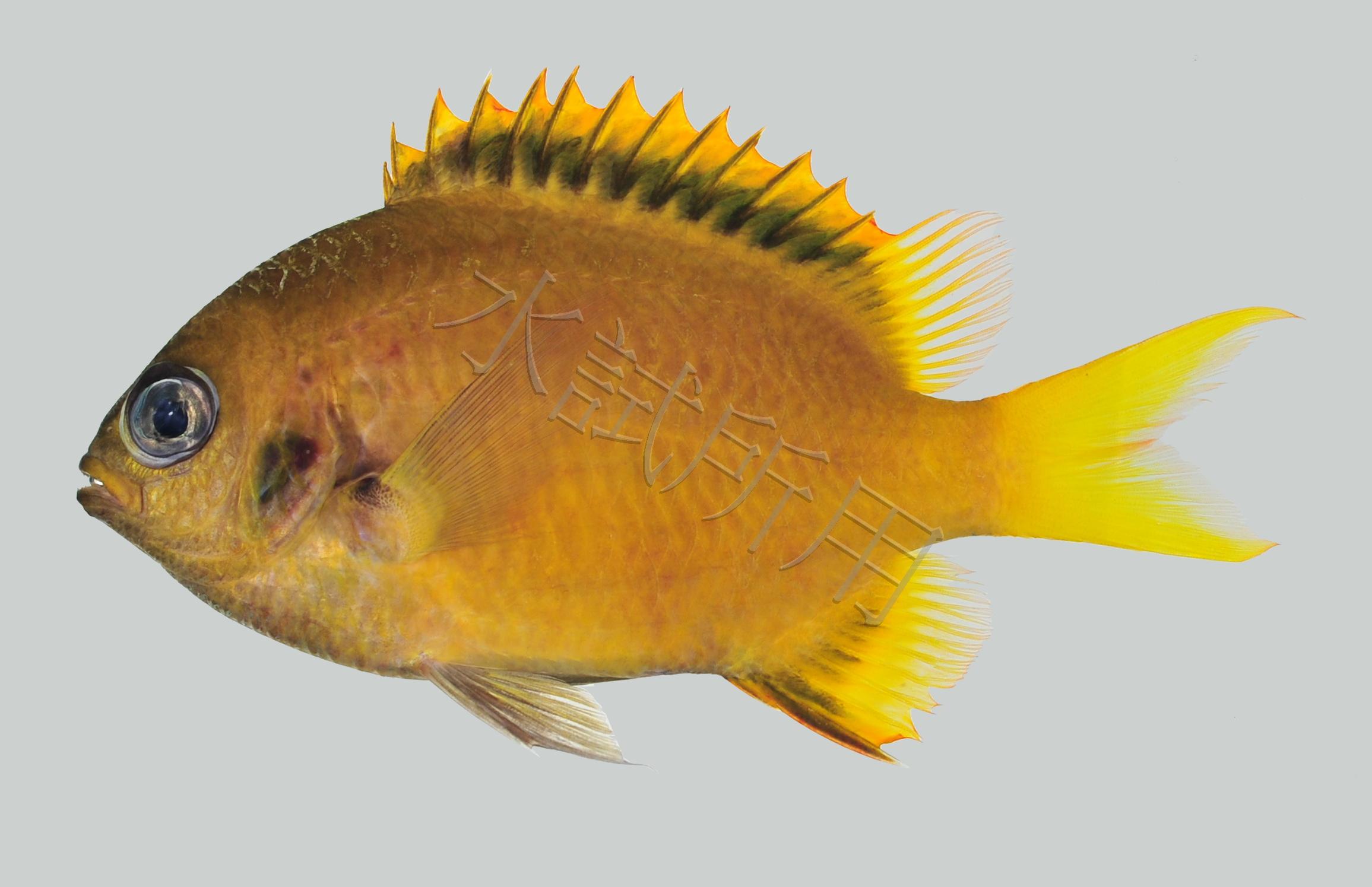 Chromis analis