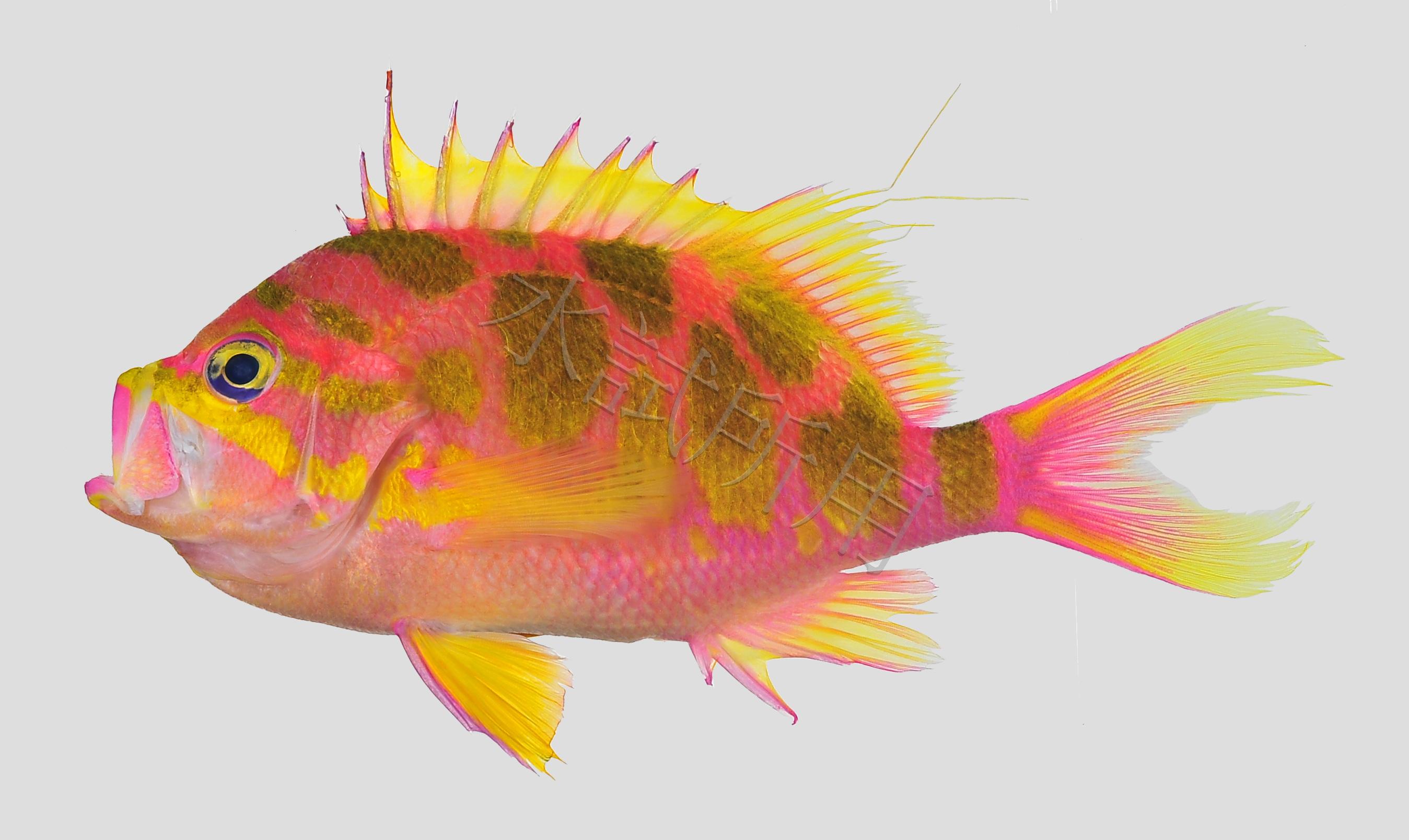 Odontanthias borbonius