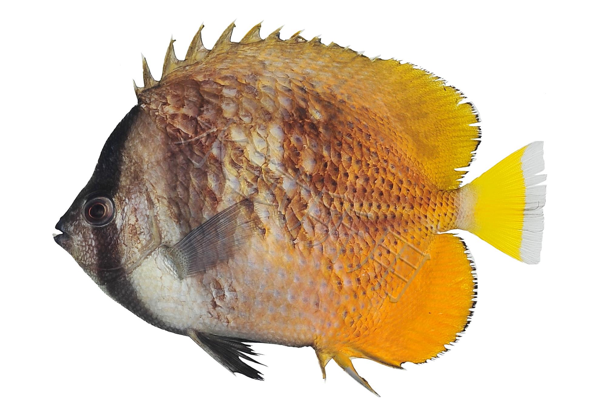 Chaetodon kleinii