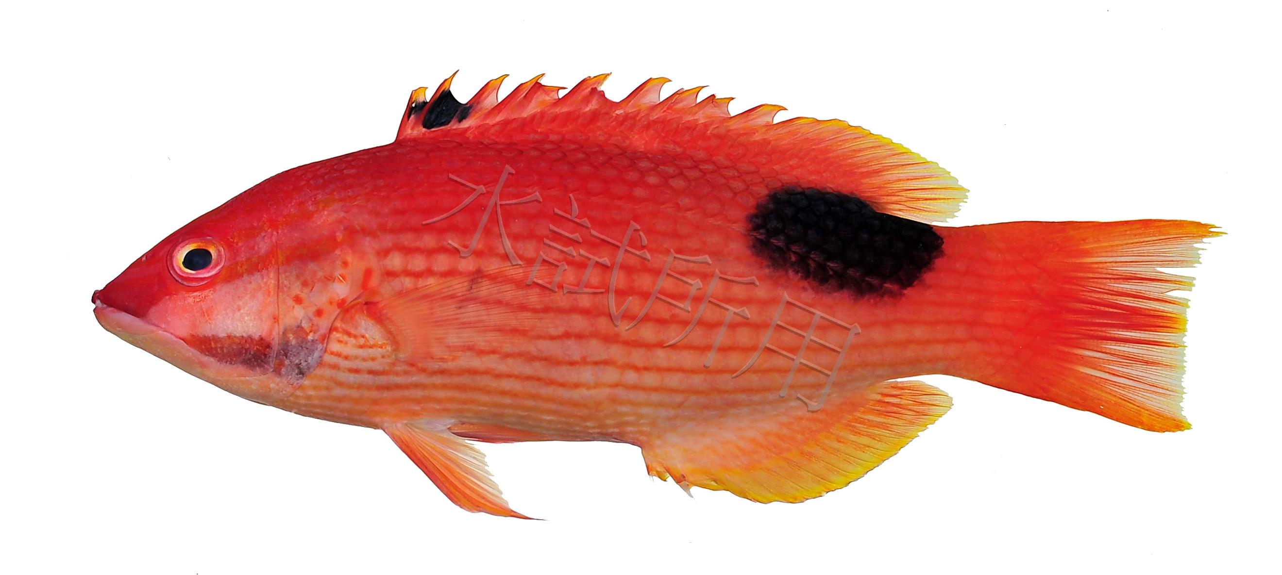 Bodianus bilunulatus