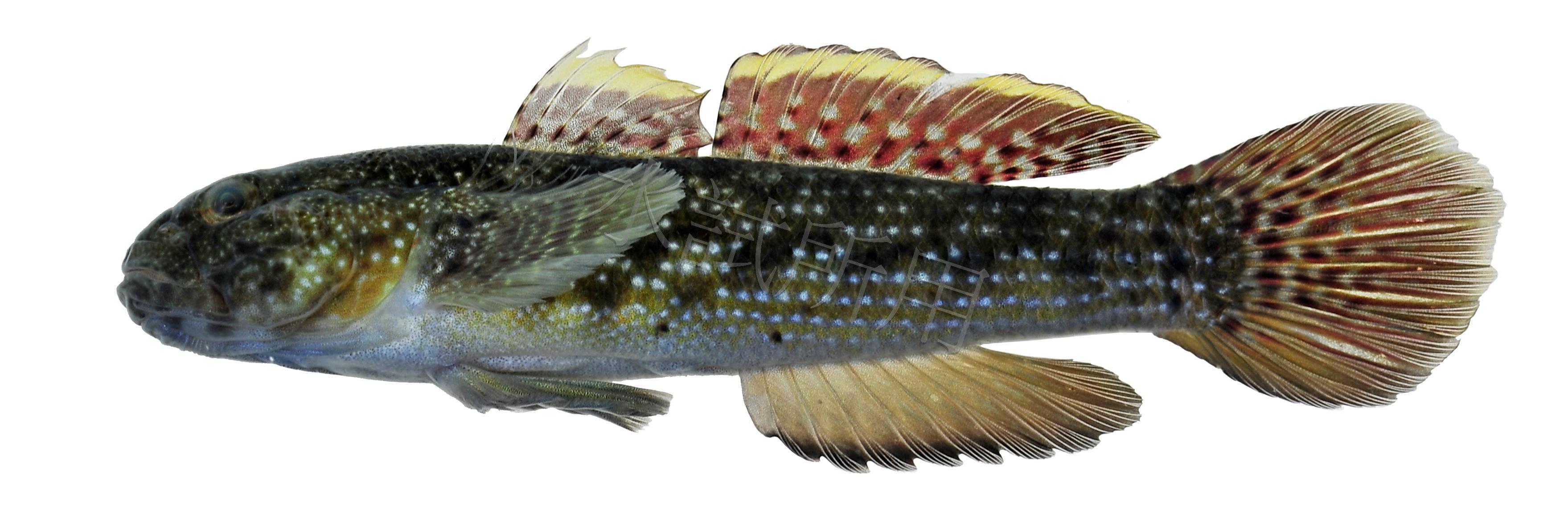 Bathygobius padangensis