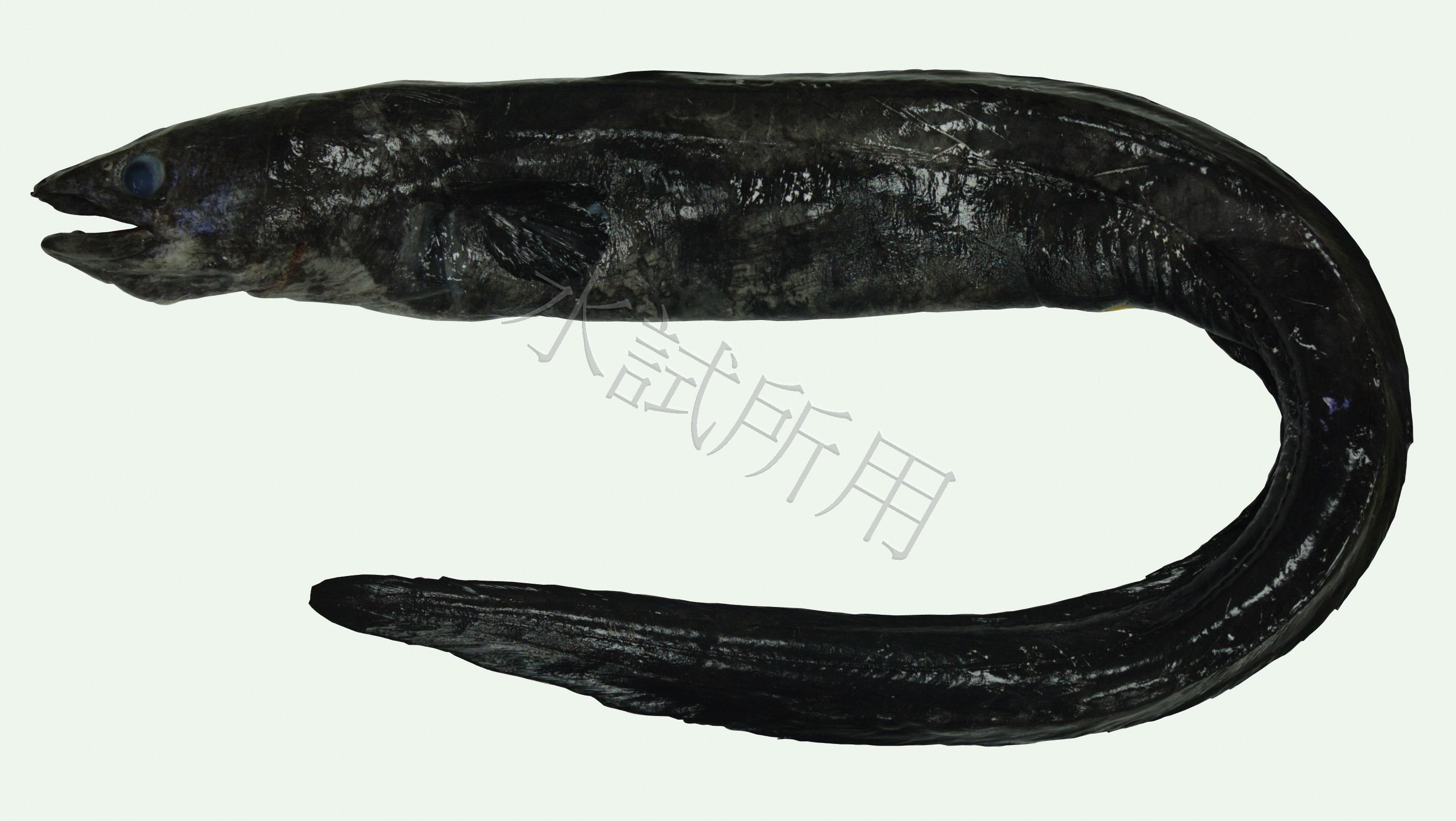 Conger japonicus