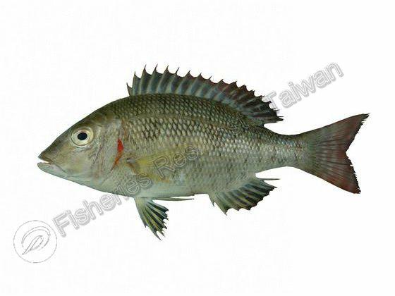 Lethrinus lentjan