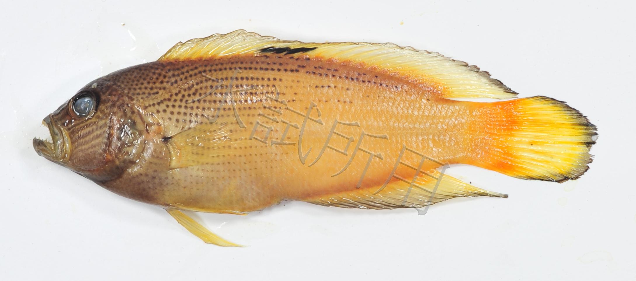 Labracinus cyclophthalmus