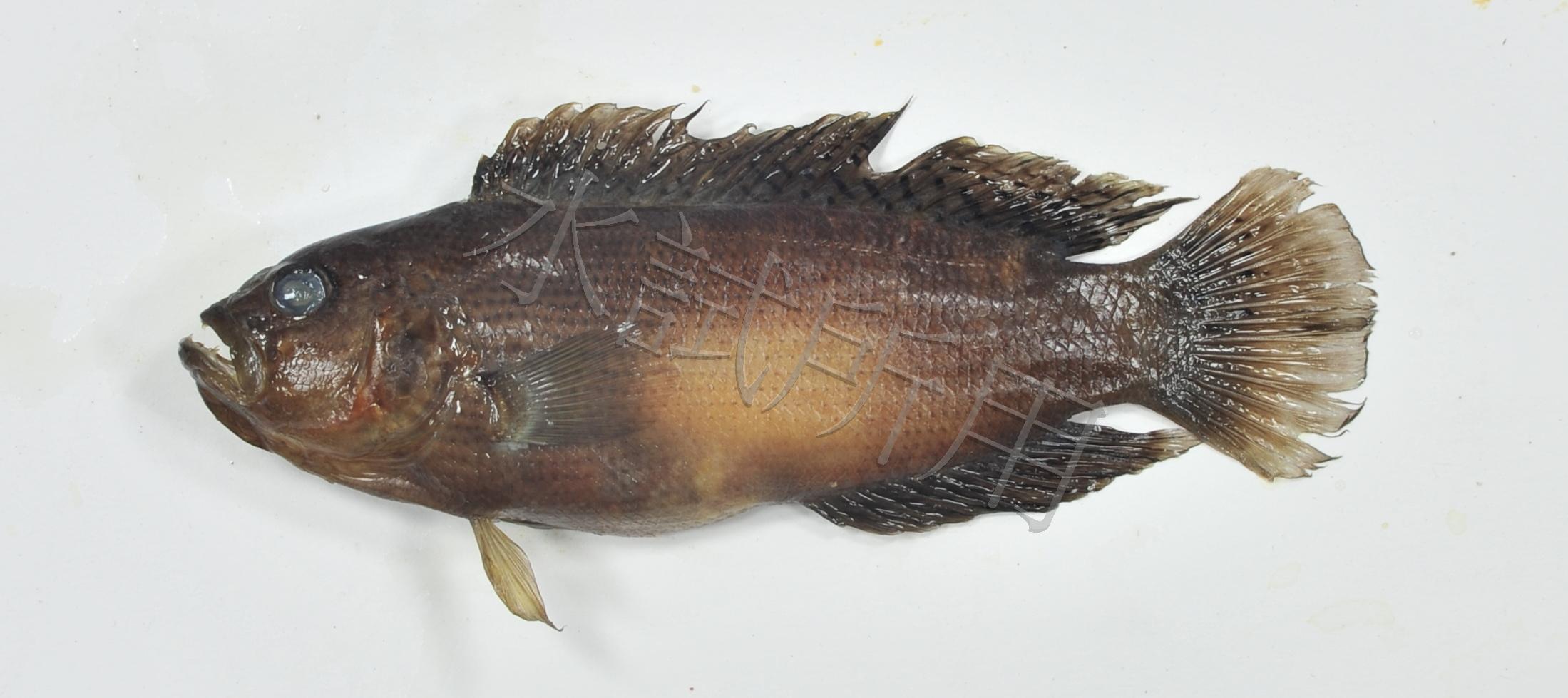 Labracinus cyclophthalmus