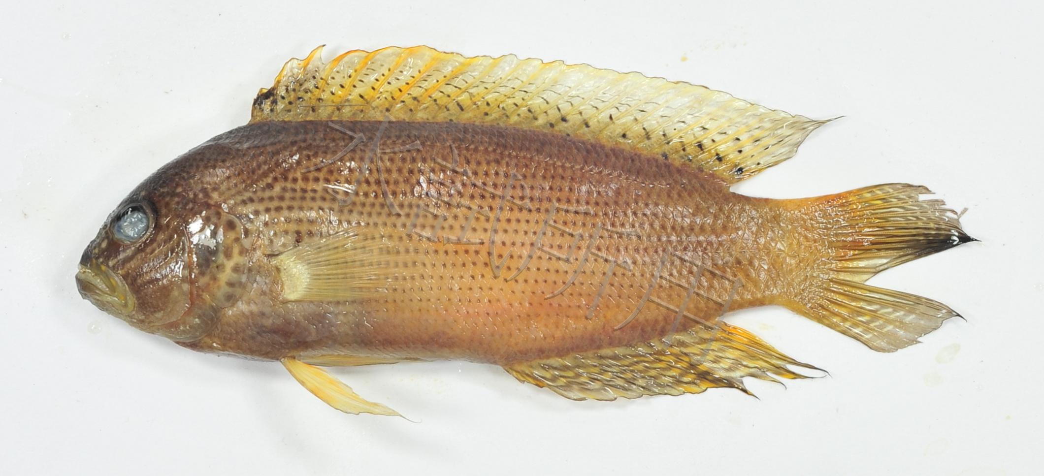 Labracinus cyclophthalmus