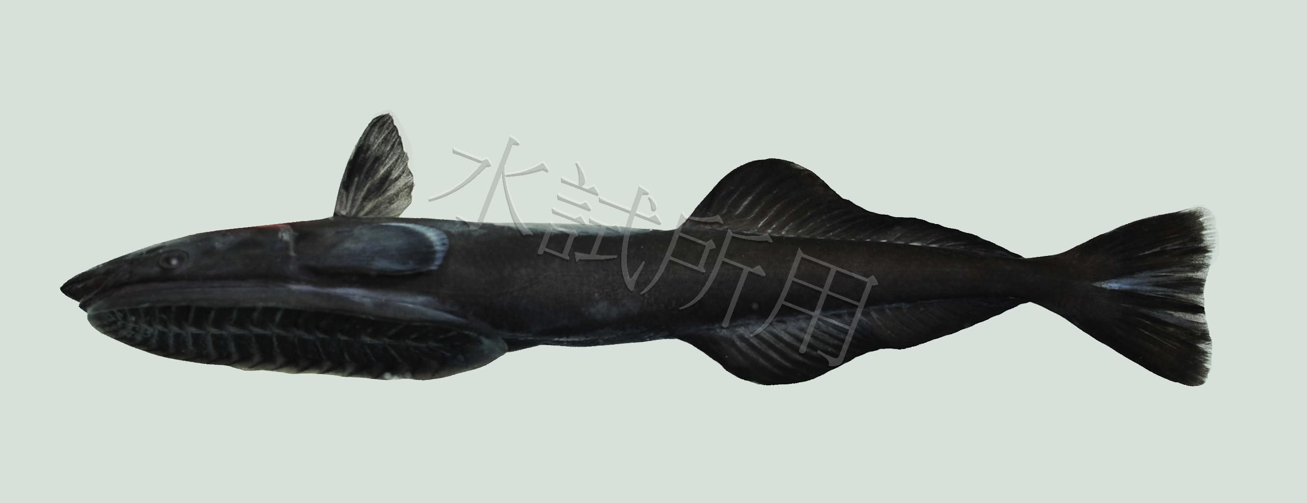 Remora osteochir