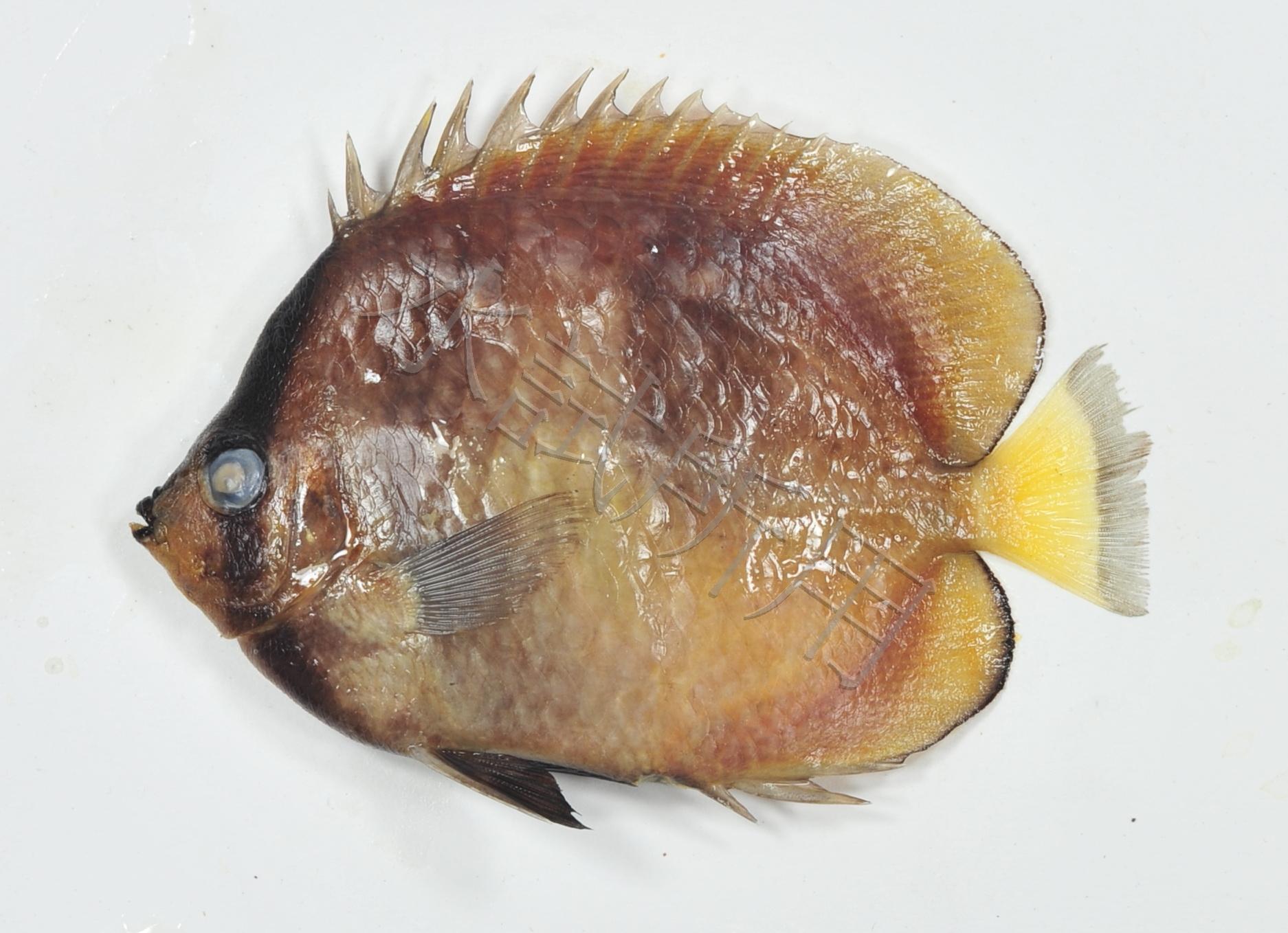 Chaetodon kleinii