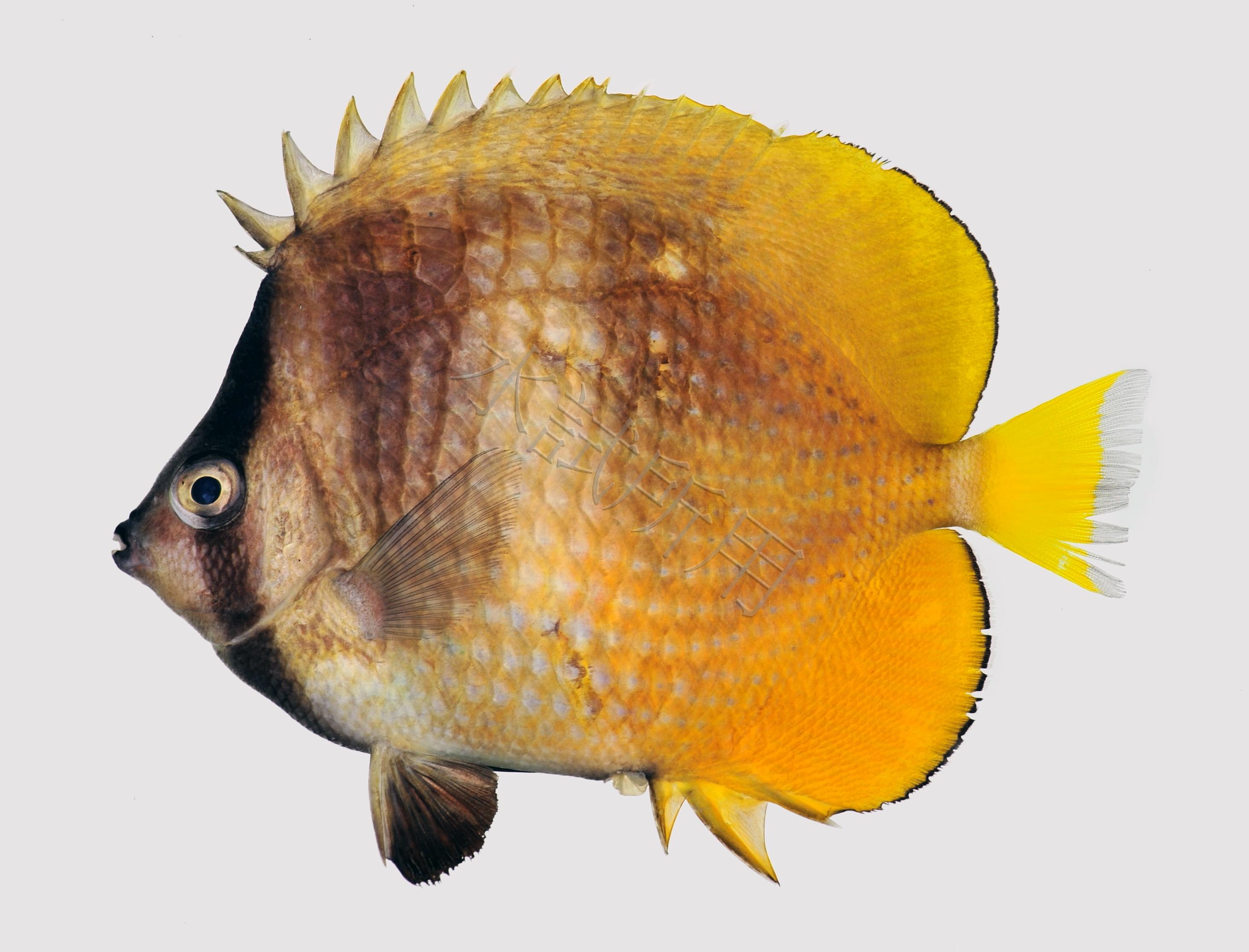 Chaetodon kleinii