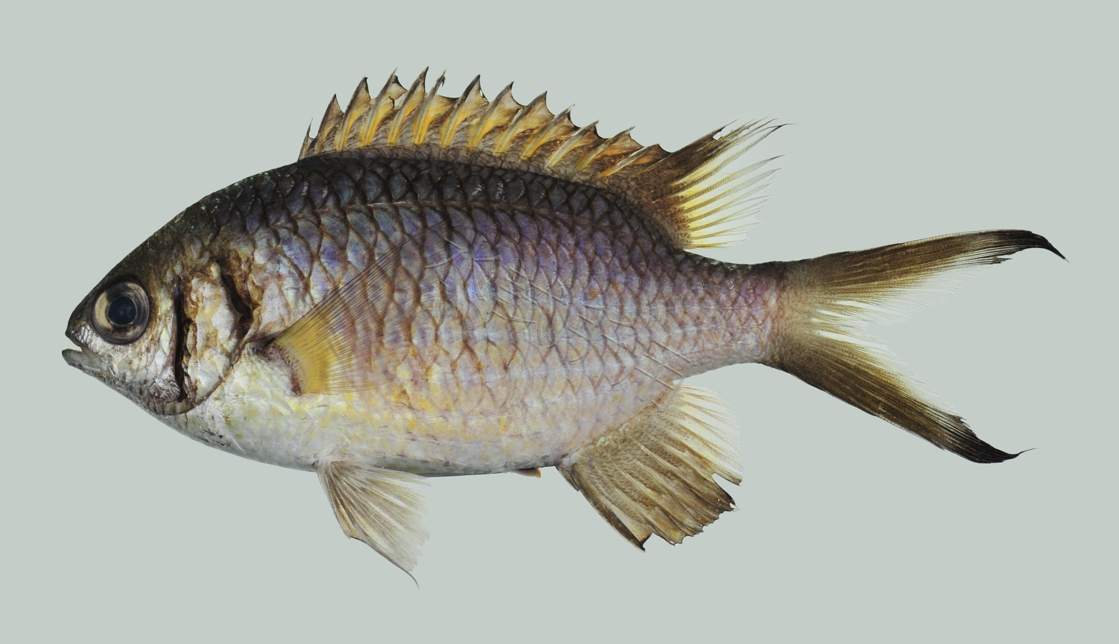 Chromis weberi