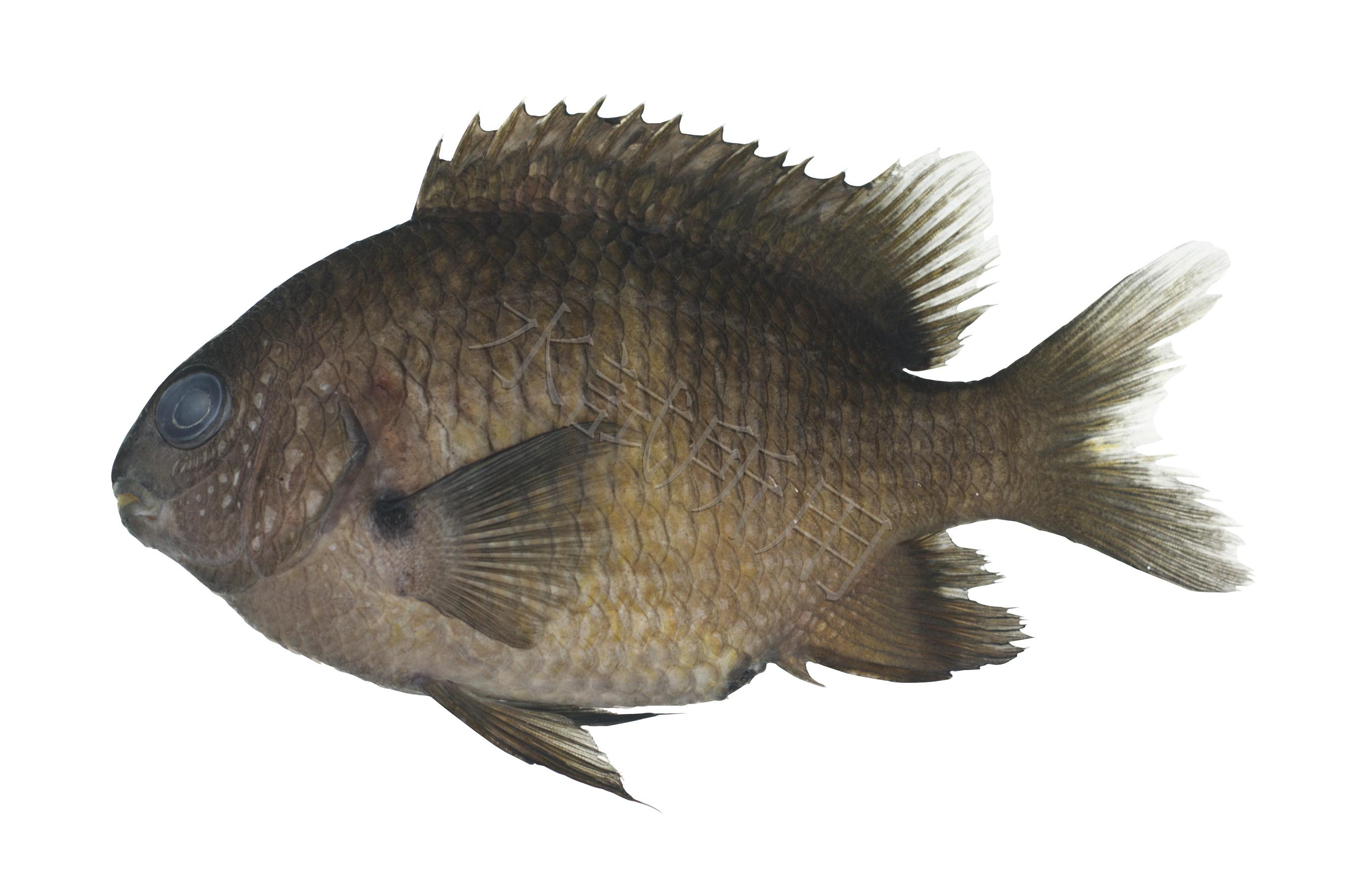 Stegastes fasciolatus