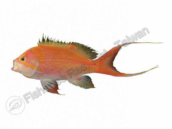 Pseudanthias elongatus