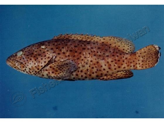 Epinephelus malabaricus