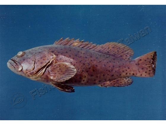 Epinephelus malabaricus