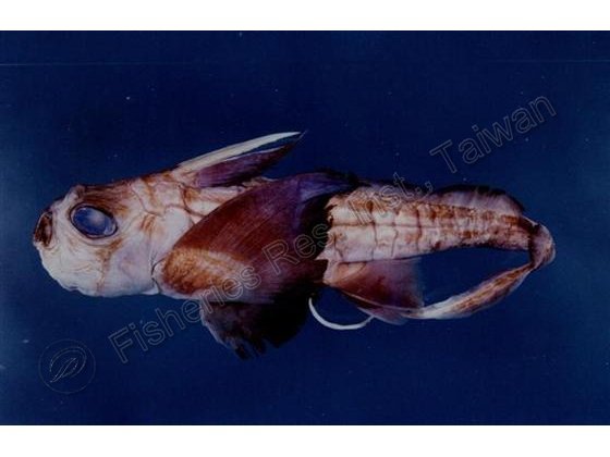 Chimaera phantasma