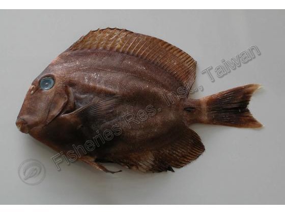 Acanthurus maculiceps