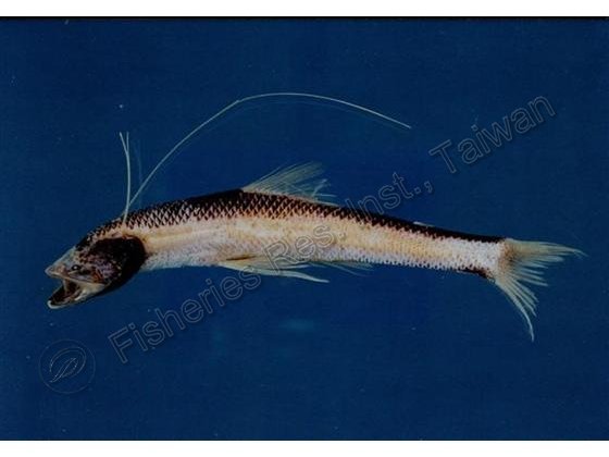 Bathypterois atricolor