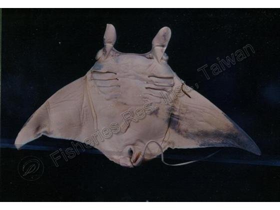 Manta birostris