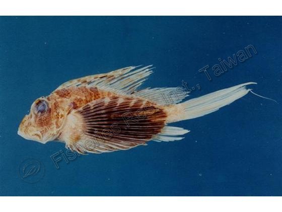 Parapterois heterura