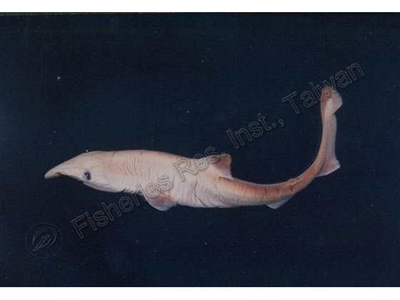 Scoliodon laticaudus