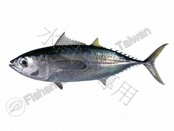 Thunnus albacares