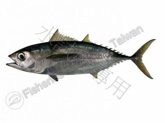 Thunnus albacares