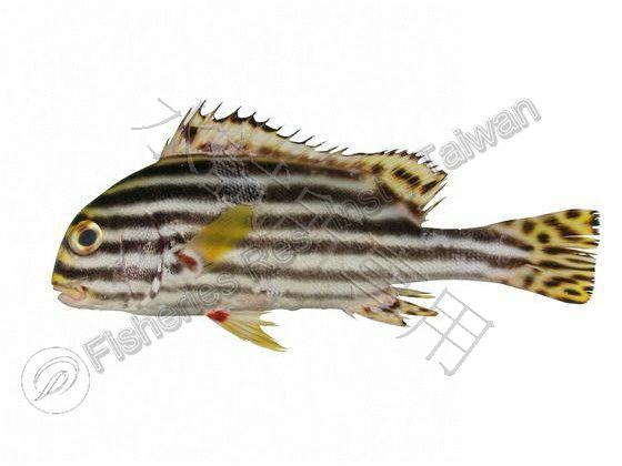 Plectorhinchus lineatus