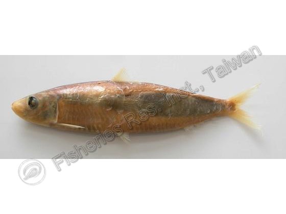 Sardinella lemuru