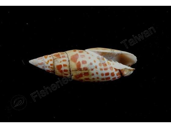 FRIM00553