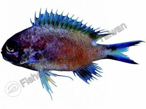 Chromis fumea