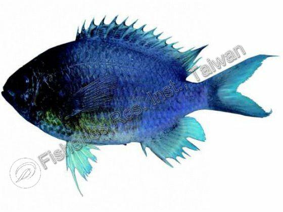 Chromis notata