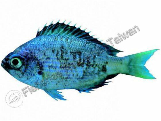 Chromis vanderbilti