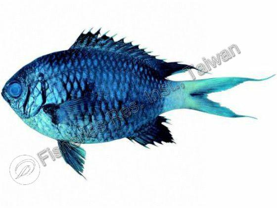 Chromis xanthura