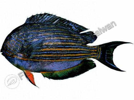 Acanthurus lineatus