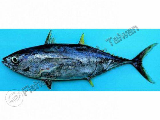 Thunnus albacares