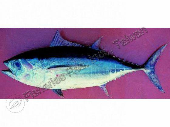 Thunnus obesus