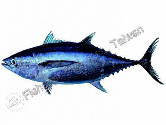 Thunnus tonggol