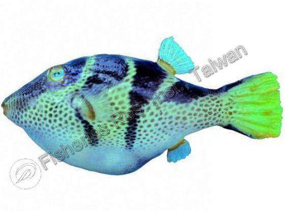 Canthigaster valentini