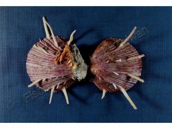 Spondylus regius