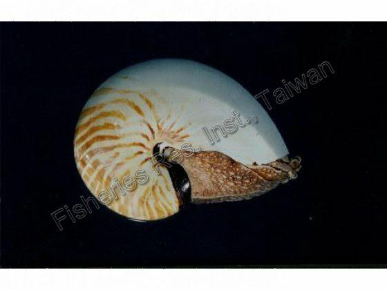 Nautilus pompilius