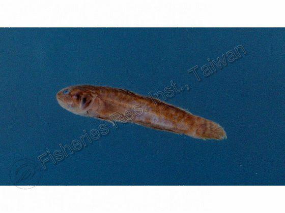 Mugilogobius tagala