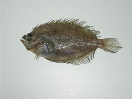 Peudorhombus pentophthalmus