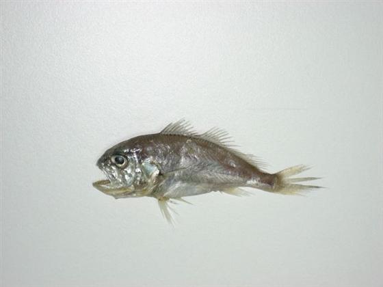 Argyrosomus macrophthalmus