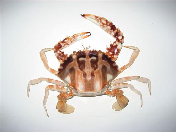 Charybdis (Charybdis) feriatus