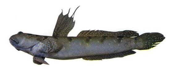 Bolephthalmus pectinirostris