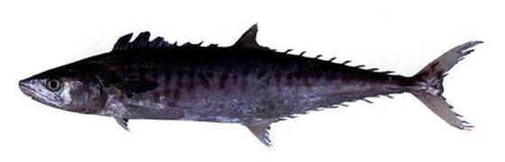 Scomberomorus commersoni